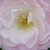 Belo - roza - Park - grm vrtnice - Bouquet Parfait®